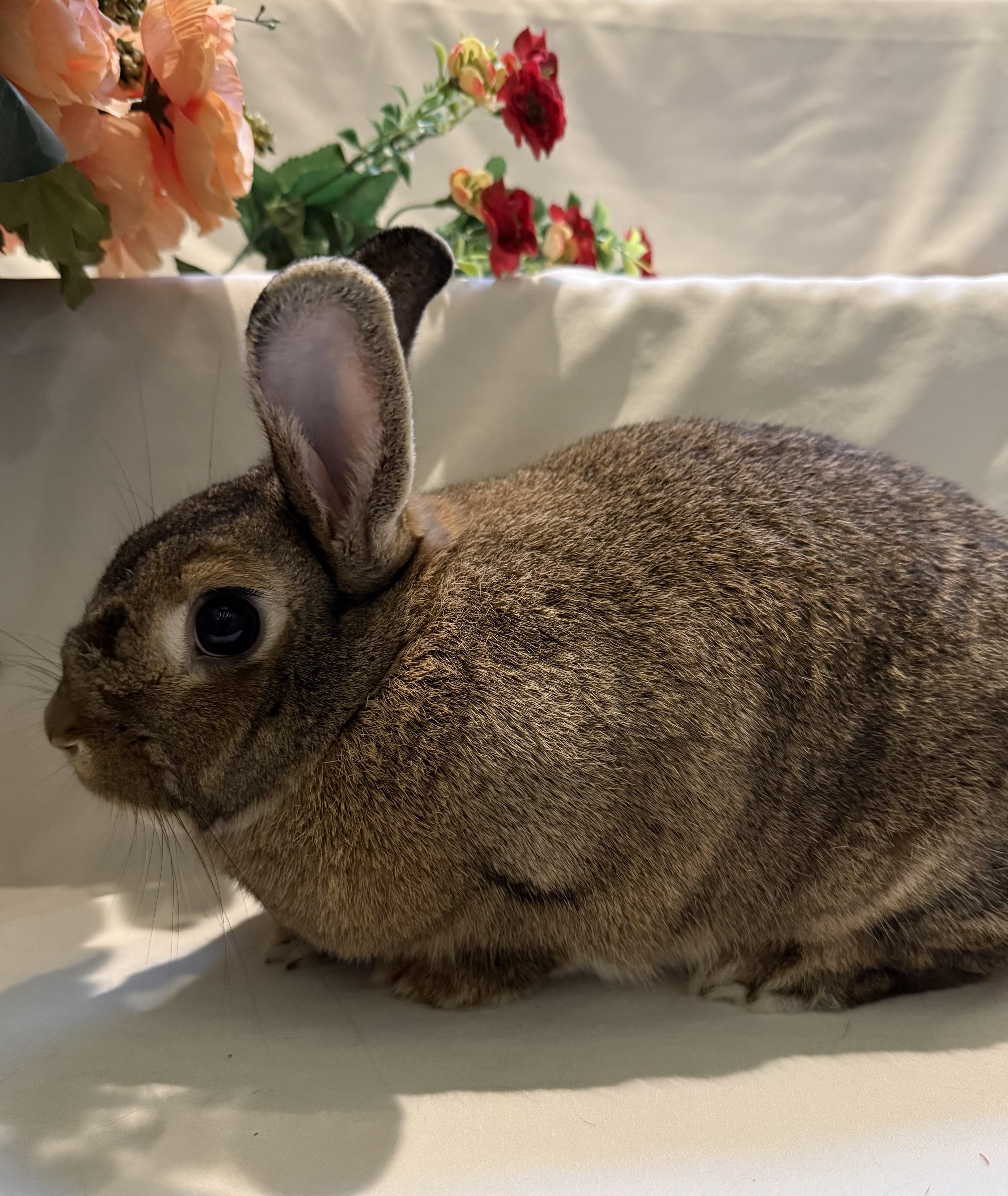 Monica, a Adoptable Bunny Rabbit in Norwalk, CT image 3/4