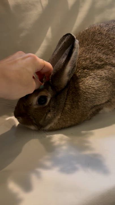 Enlarge Monica, a Adoptable Bunny Rabbit in Norwalk, CT video 4/4
