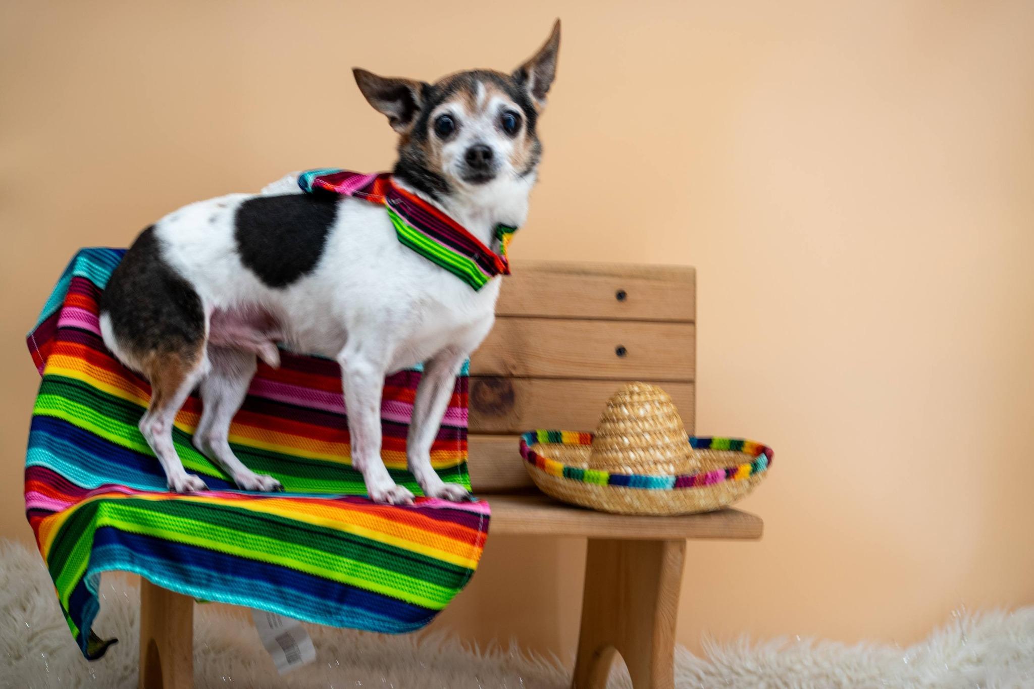 Pepe, a ADOPTABLE Chihuahua in Sevierville, TN image 5/5