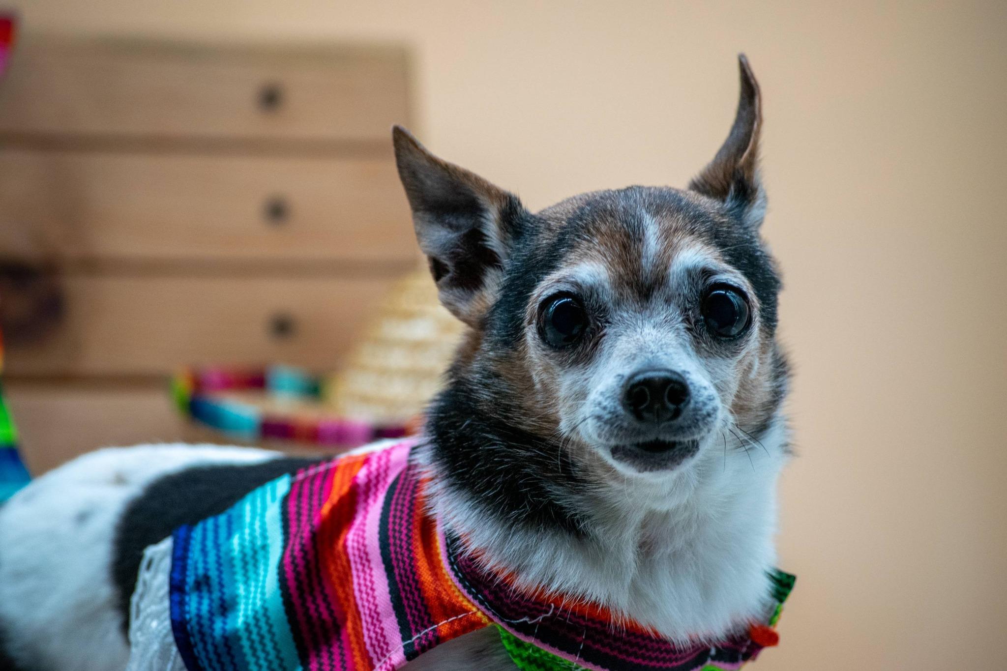 Pepe, a ADOPTABLE Chihuahua in Sevierville, TN image 2/5