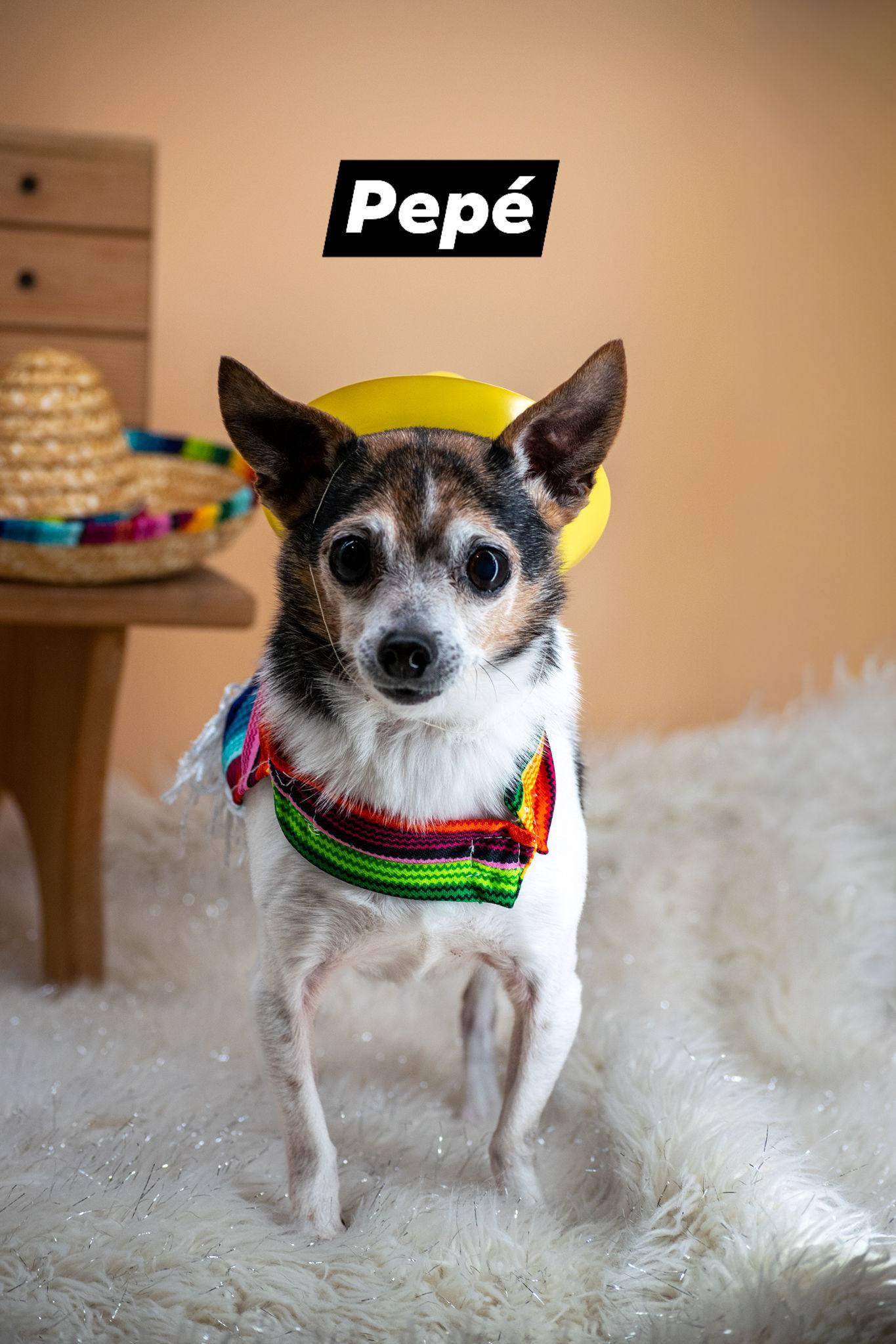 Pepe, ADOPTABLE, Senior Male Chihuahua.