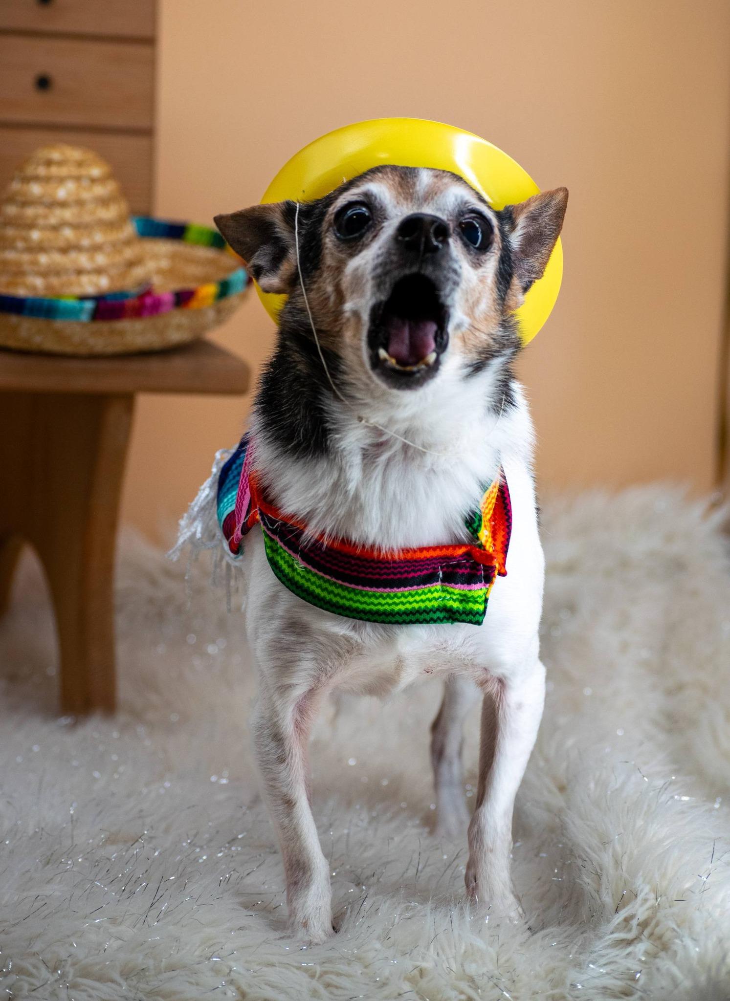 Pepe, a ADOPTABLE Chihuahua in Sevierville, TN image 3/5