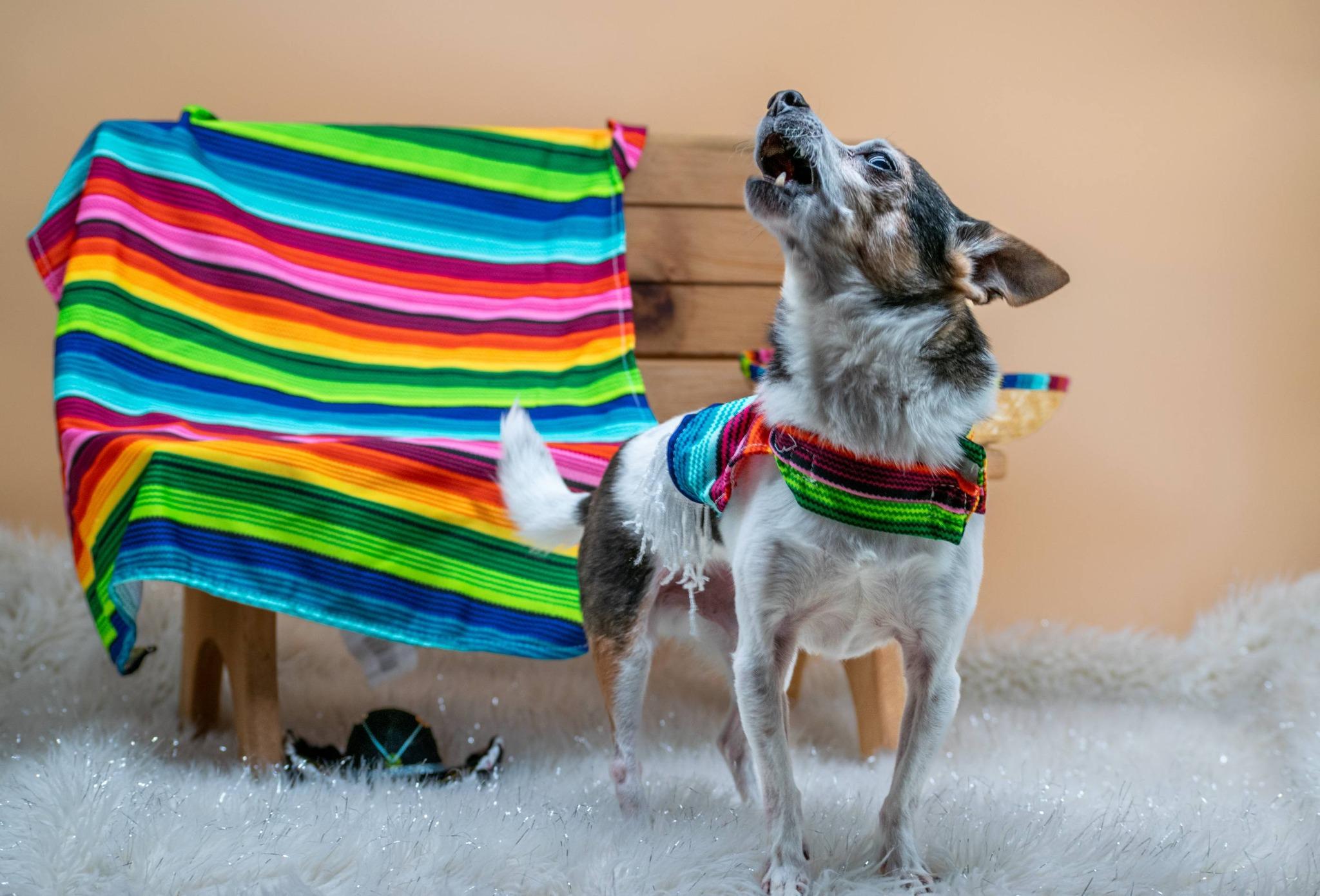 Pepe, a ADOPTABLE Chihuahua in Sevierville, TN image 4/5