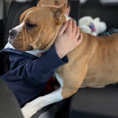 Enlarge Violet- Courtesy Listing, a ADOPTABLE Mixed Breed in Midland, MI image 3/6