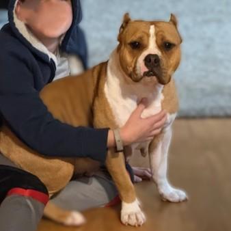 Enlarge Violet- Courtesy Listing, a ADOPTABLE Mixed Breed in Midland, MI image 4/6