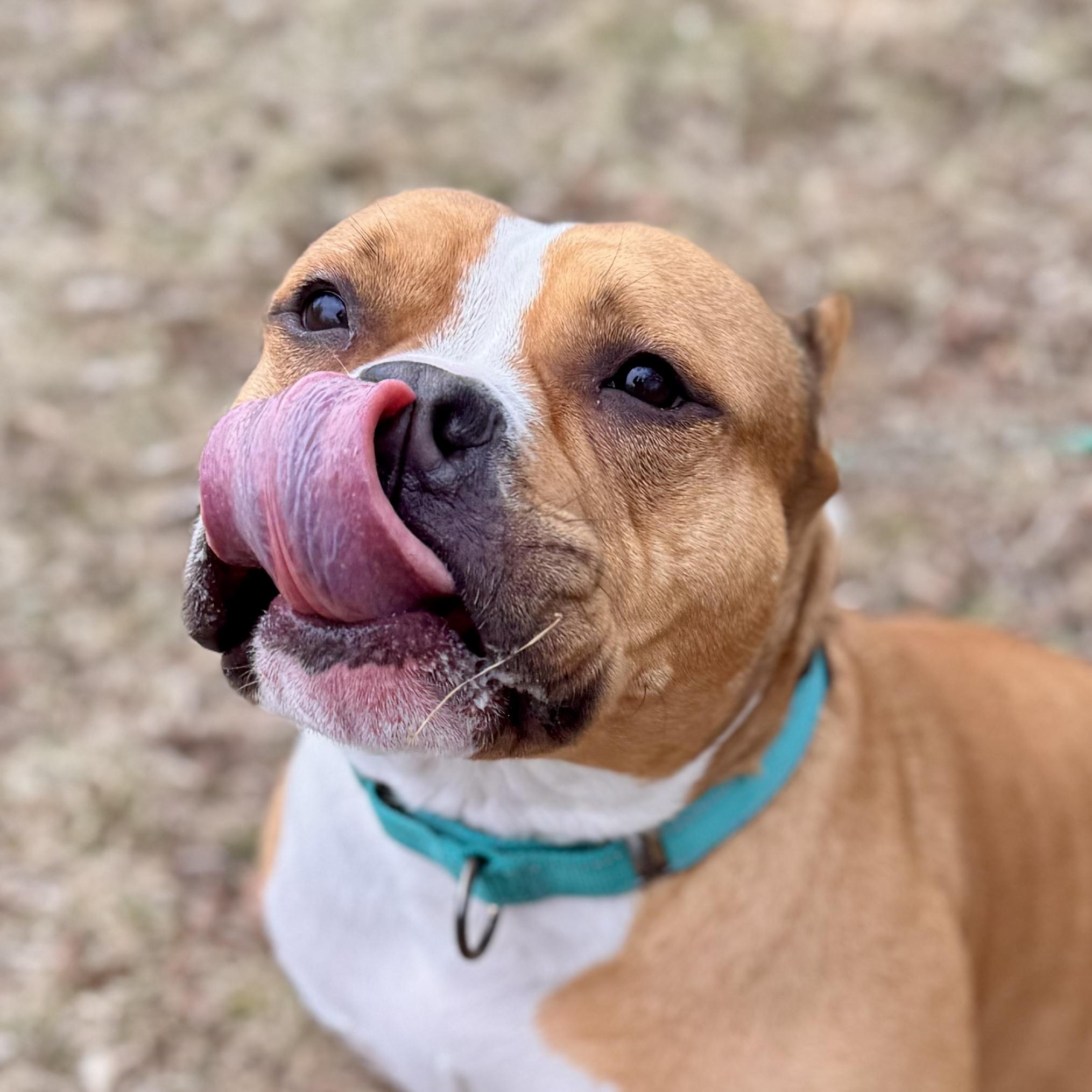 Violet, ADOPTABLE, Adult Female Mixed Breed.