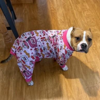 Enlarge Violet- Courtesy Listing, a ADOPTABLE Mixed Breed in Midland, MI image 6/6