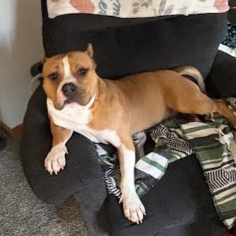 Enlarge Violet- Courtesy Listing, a ADOPTABLE Mixed Breed in Midland, MI image 1/6