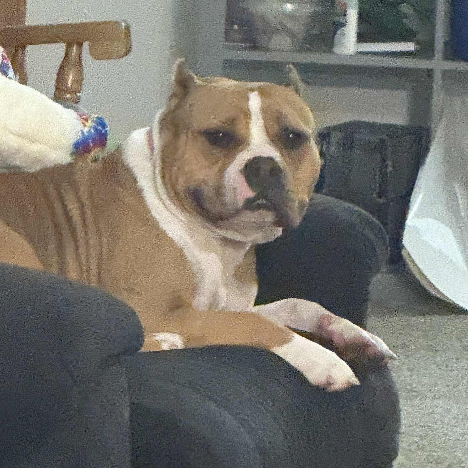 Enlarge Violet- Courtesy Listing, a ADOPTABLE Mixed Breed in Midland, MI image 5/6