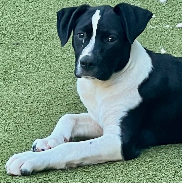 Dog for adoption ARMANI, a Labrador Retriever & Boxer Mix in