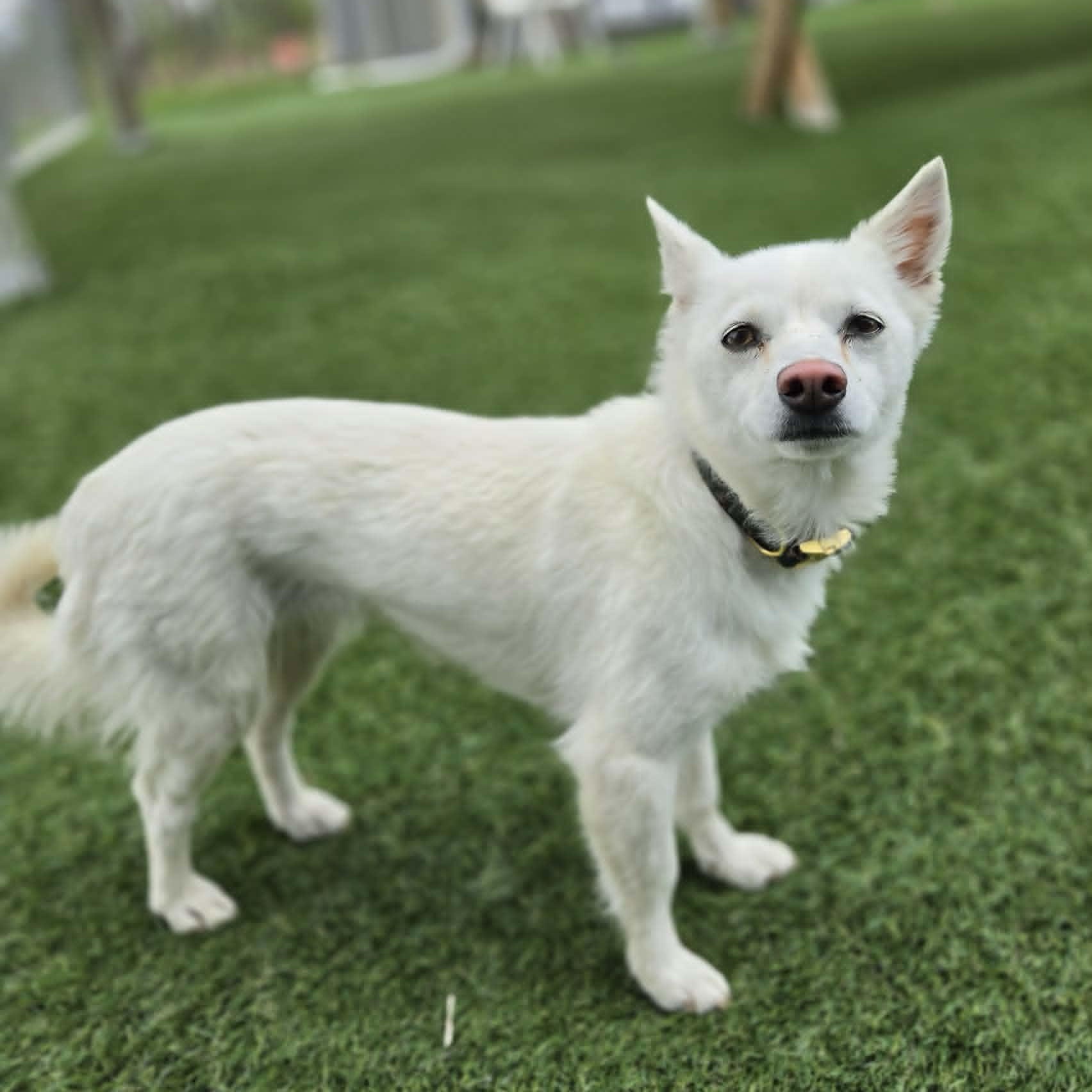 Trixie , an adoptable mixed breed in Sparta, WI image 2/5