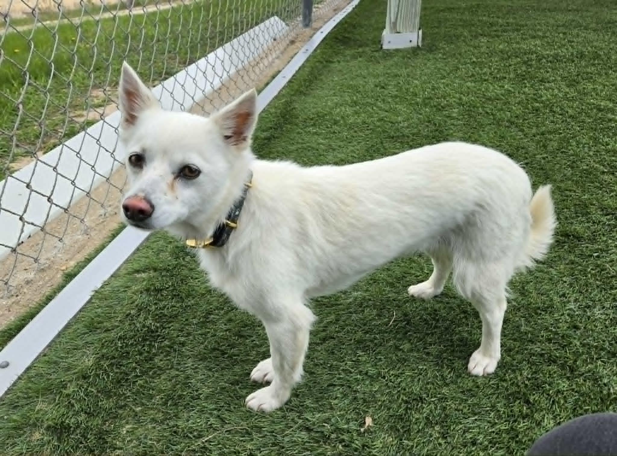 Trixie , an adoptable mixed breed in Sparta, WI image 4/5