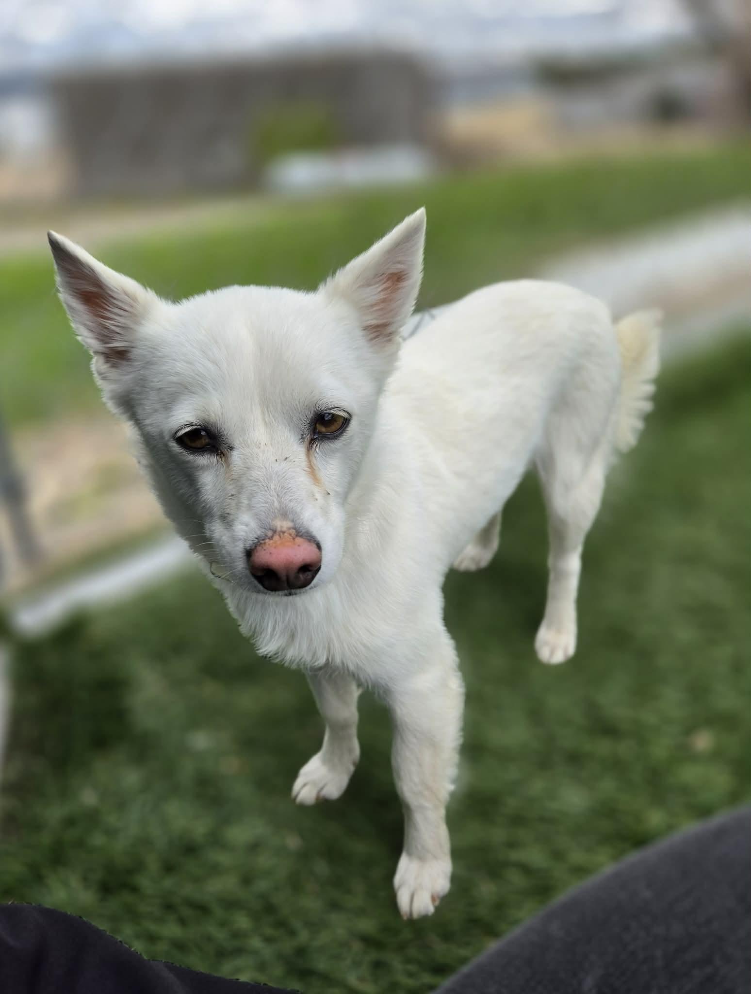Trixie , an adoptable mixed breed in Sparta, WI image 3/5