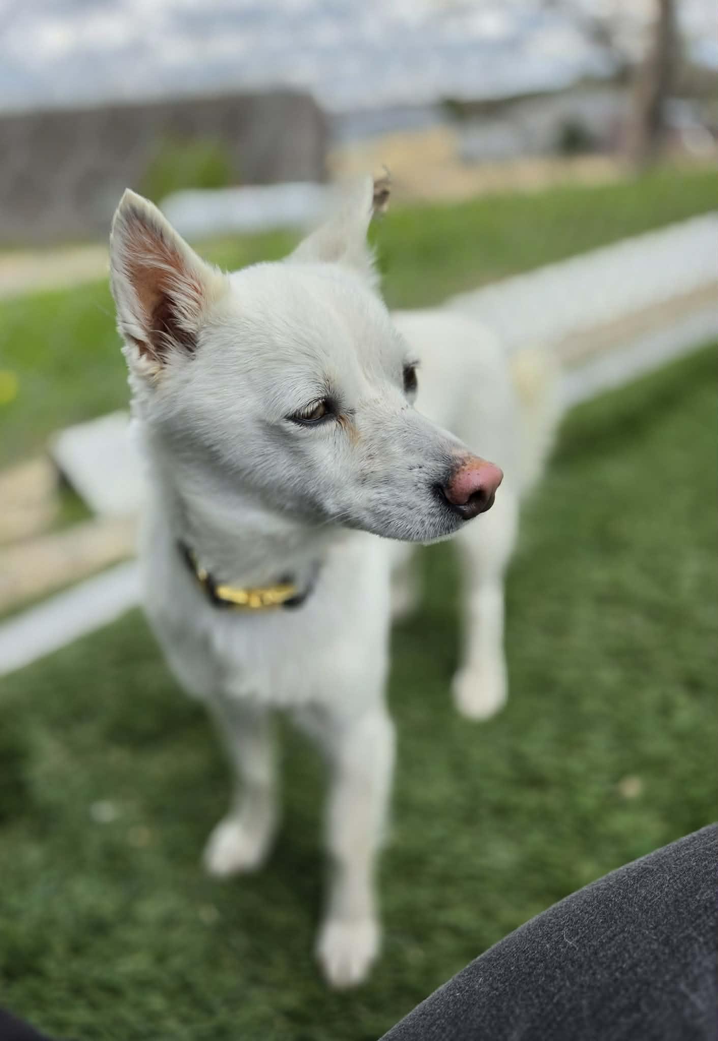 Trixie , an adoptable mixed breed in Sparta, WI image 5/5