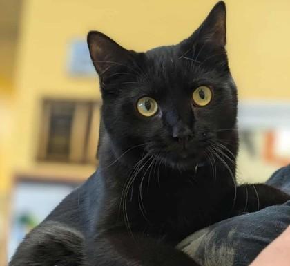 Jacobin, Adoptable, Kitten Male Domestic Short Hair & Domestic Short Hair.