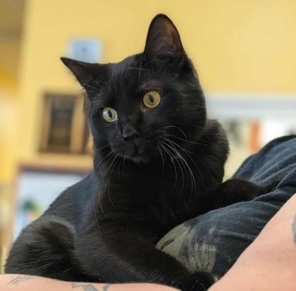 Jacobin, a Adoptable Domestic Short Hair image 2/3