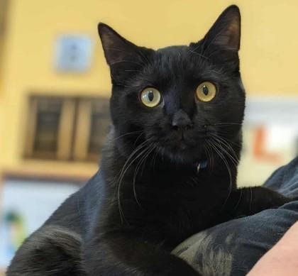 Jacobin, a Adoptable Domestic Short Hair image 3/3