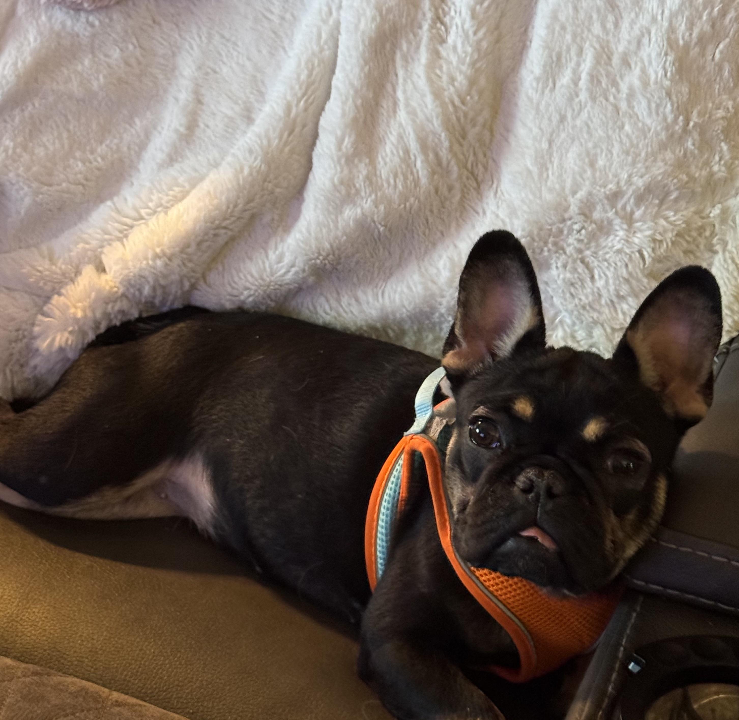 Enlarge Bubbles , a ADOPTABLE French Bulldog in North Freedom, WI image 2/3