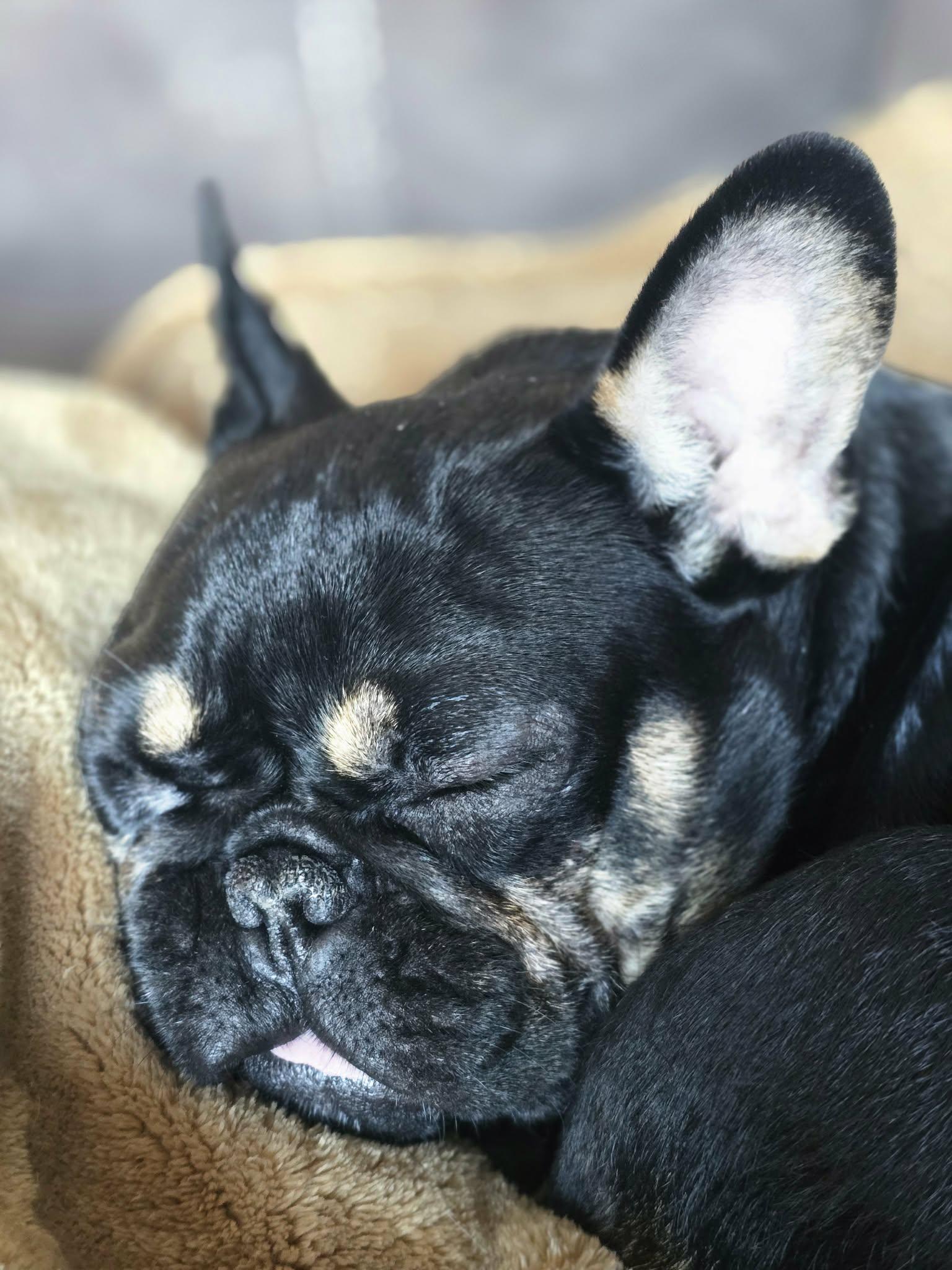 Enlarge Bubbles , a ADOPTABLE French Bulldog in North Freedom, WI image 3/3