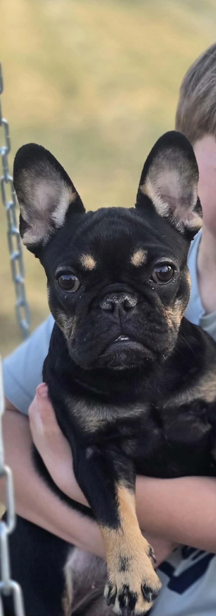 Enlarge Bubbles , a ADOPTABLE French Bulldog in North Freedom, WI image 1/3