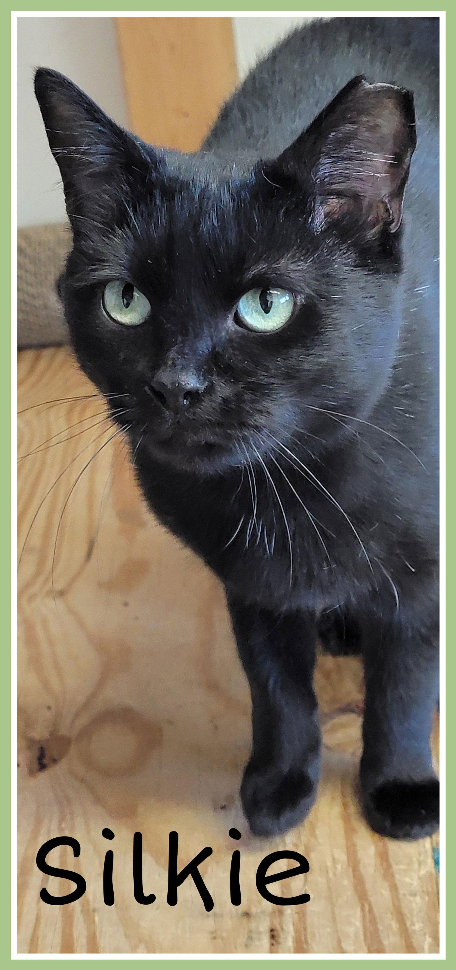 Silkie, Willow Grove, PA (FCID 09/17/2024 - 155), a Adopted Domestic Short Hair in Greenville, DE image 1/3