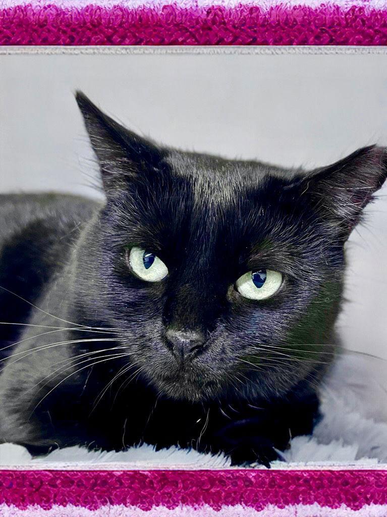 Silkie, Willow Grove, PA (FCID 09/17/2024 - 155), a Adopted Domestic Short Hair in Greenville, DE image 2/3