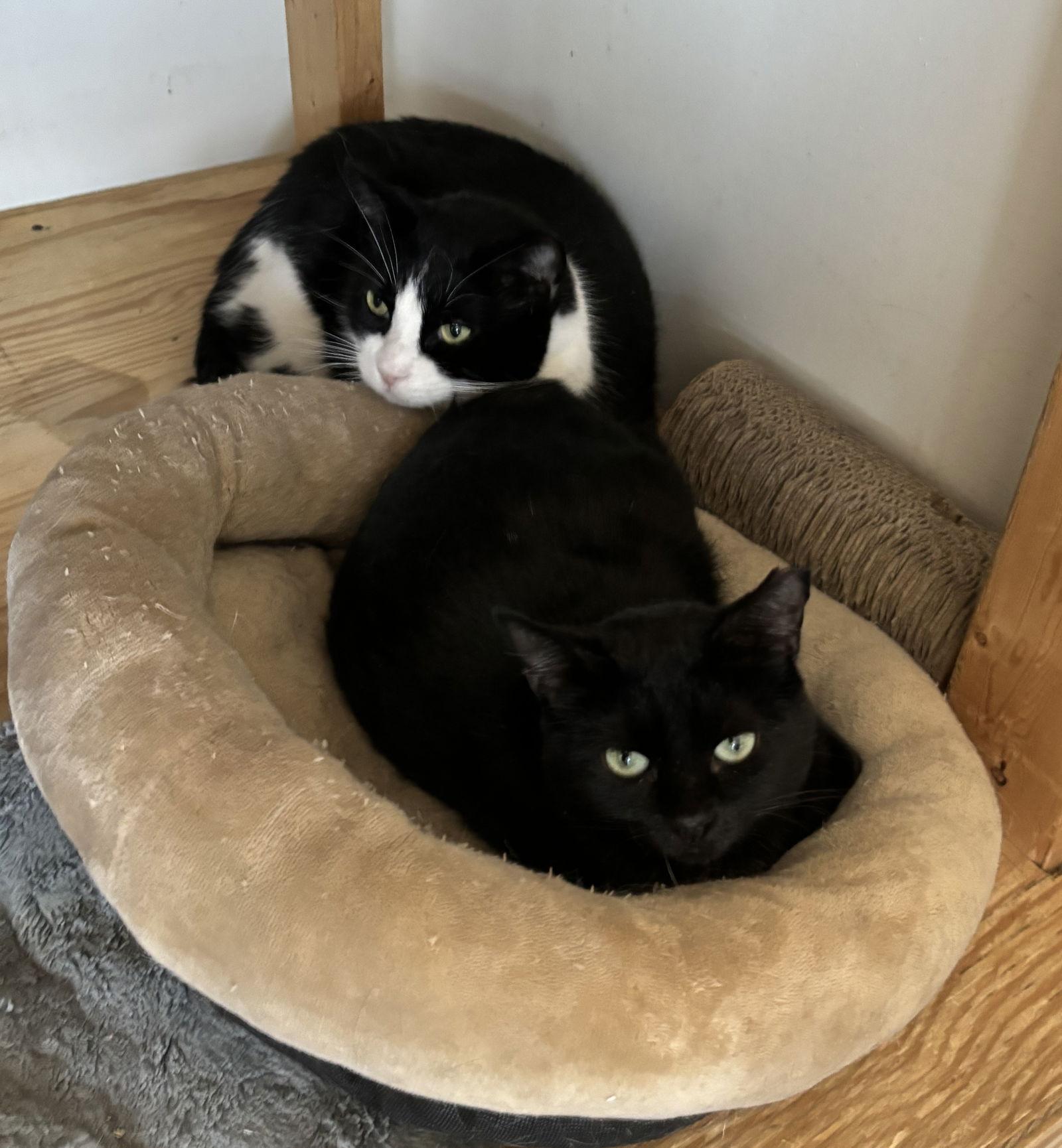 Silkie, Willow Grove, PA (FCID 09/17/2024 - 155), a Adopted Domestic Short Hair in Greenville, DE image 3/3