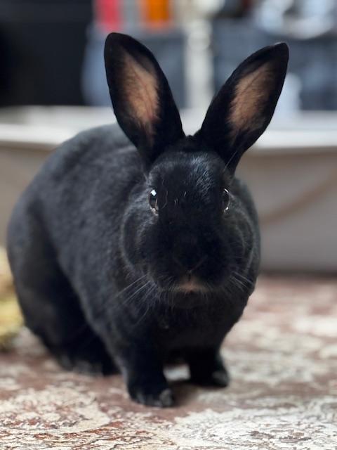 Muggsy, Adoptable, Adult Male Bunny Rabbit.