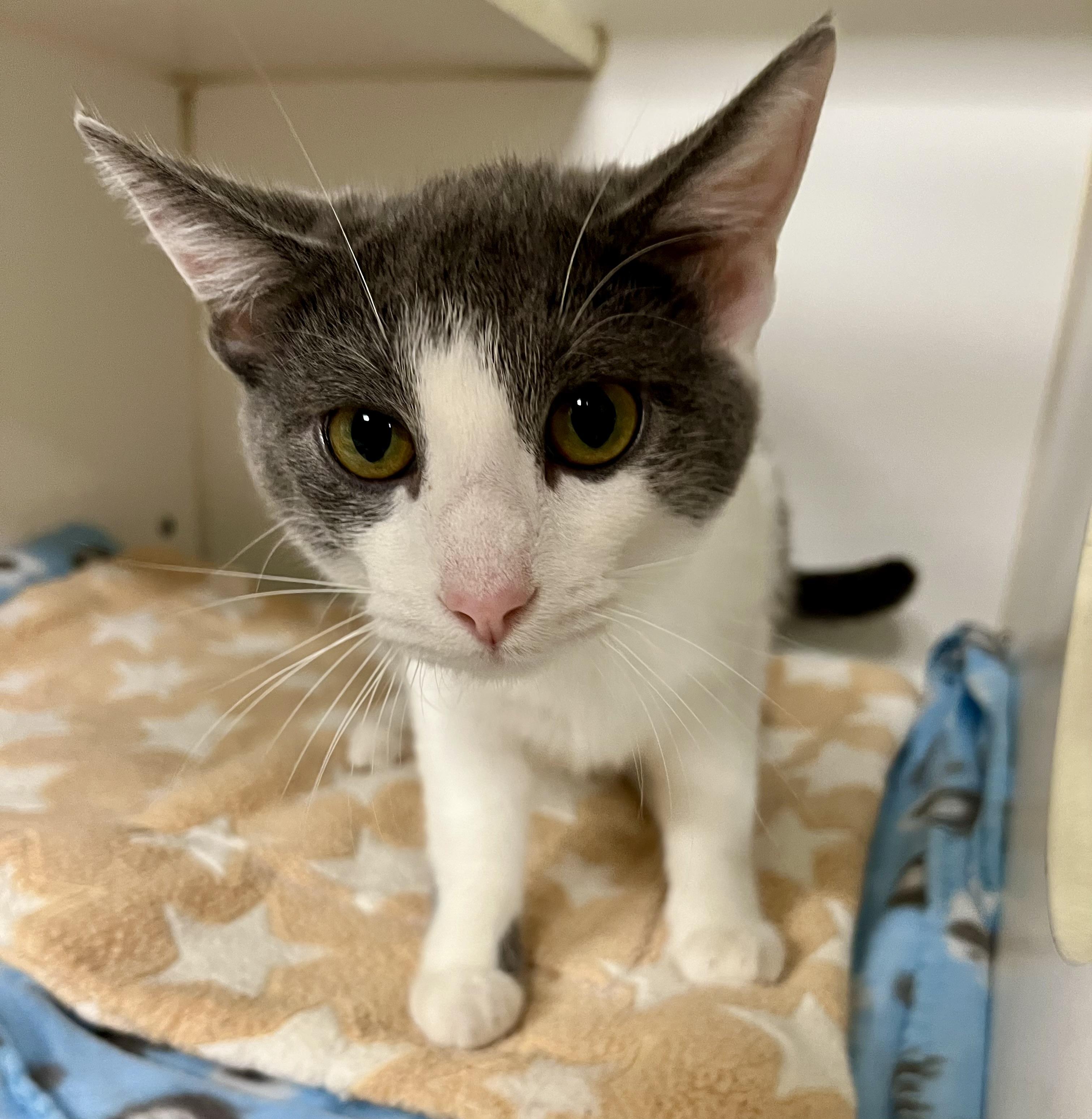 Enlarge Amy, a Adoptable Domestic Short Hair in Seville, OH image 1/1