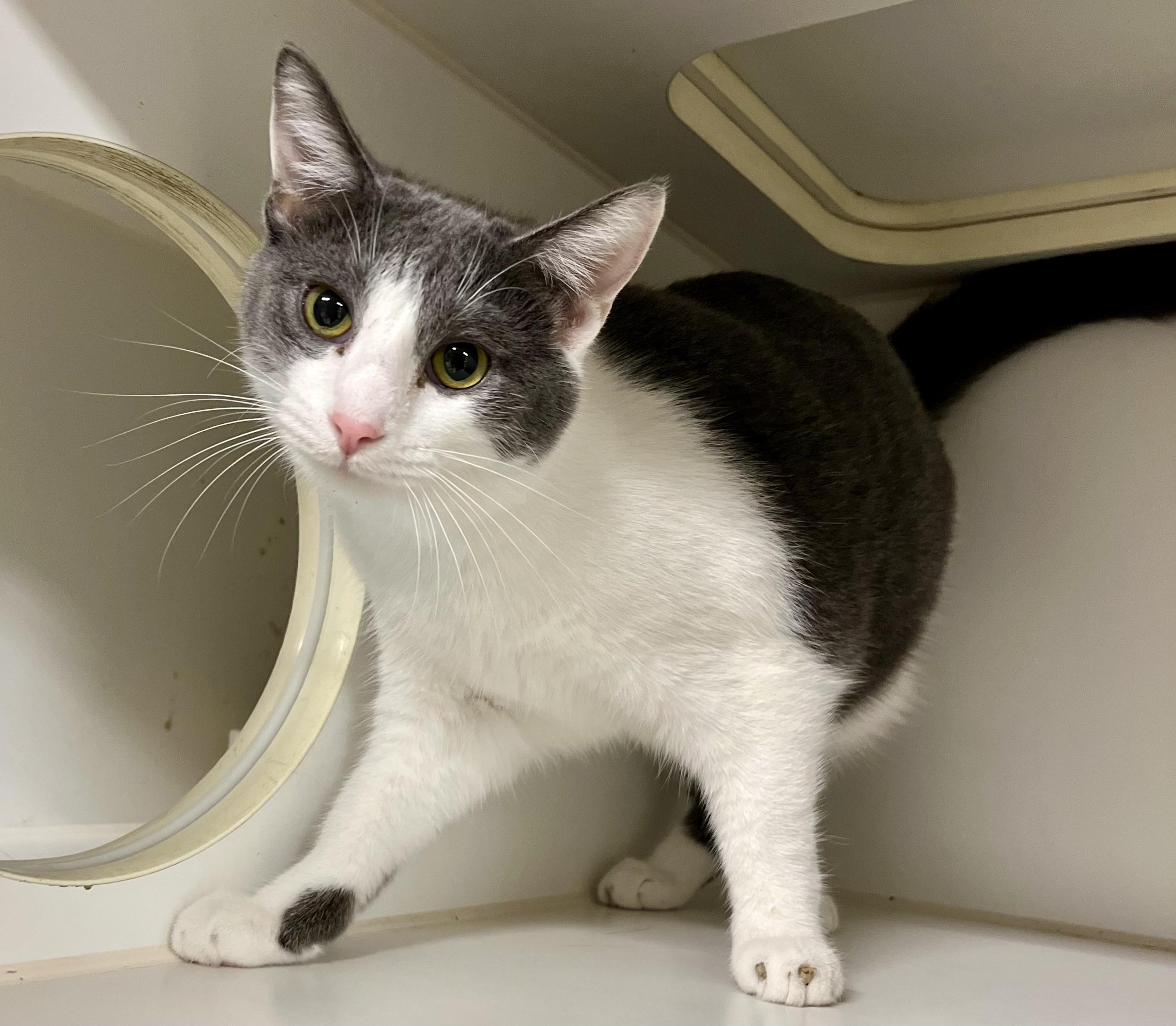 Amy, Adoptable, Kitten Female Domestic Short Hair.