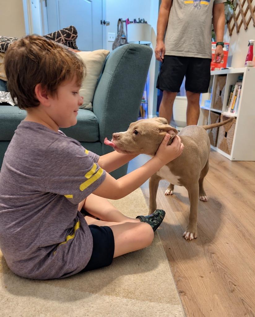 Bambi, Adoptable, Puppy Female Terrier & Pit Bull Terrier.