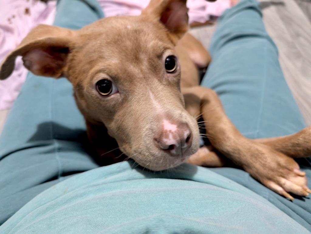 Enlarge Bambi, a Adoptable mixed breed in Princeton, MA image 2/5