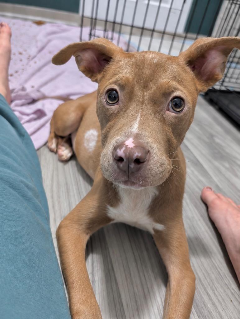 Enlarge Bambi, a Adoptable mixed breed in Princeton, MA image 3/5