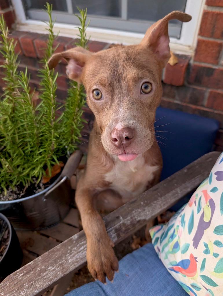Enlarge Bambi, a Adoptable mixed breed in Princeton, MA image 4/5