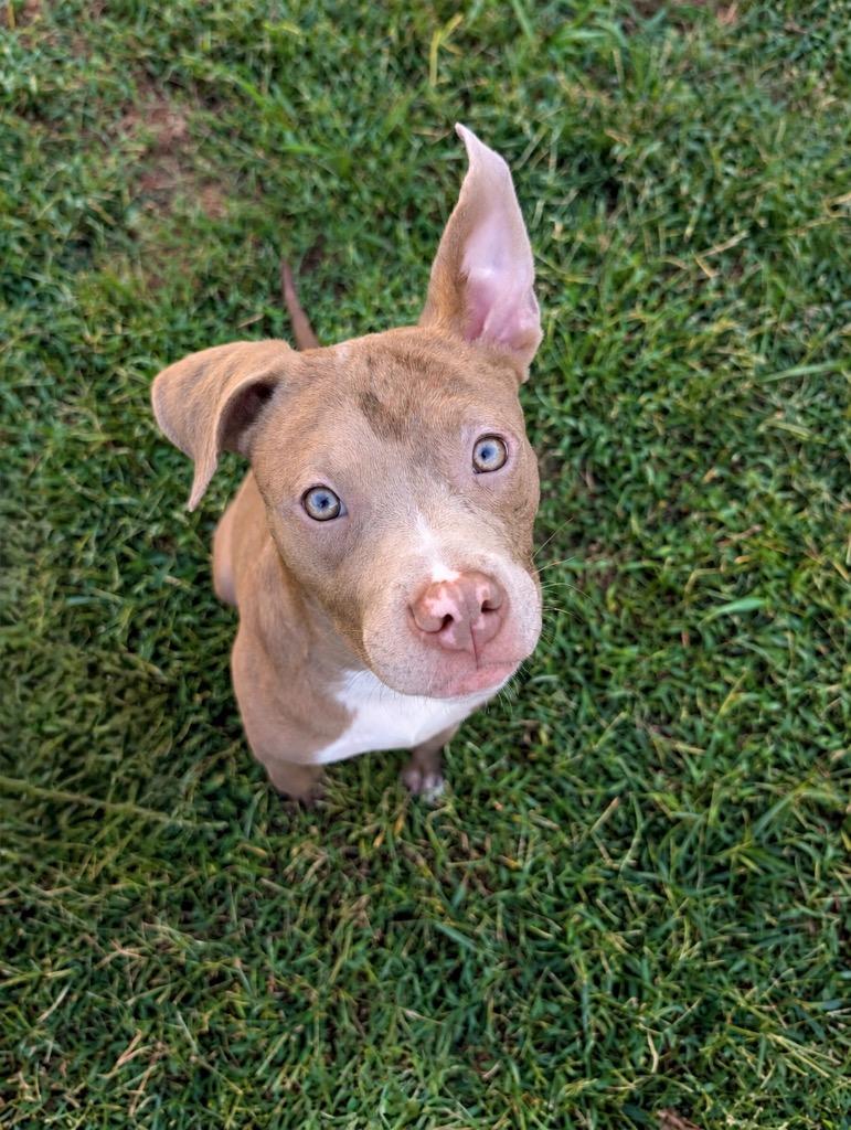 Enlarge Bambi, a Adoptable mixed breed in Princeton, MA image 5/5