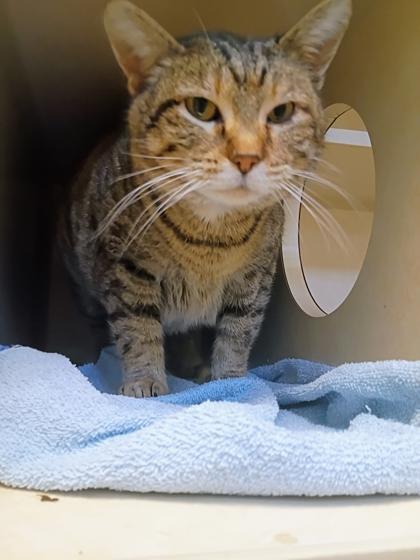 Sprinkles, Adoptable, Adult Female Domestic Short Hair & Domestic Short Hair.