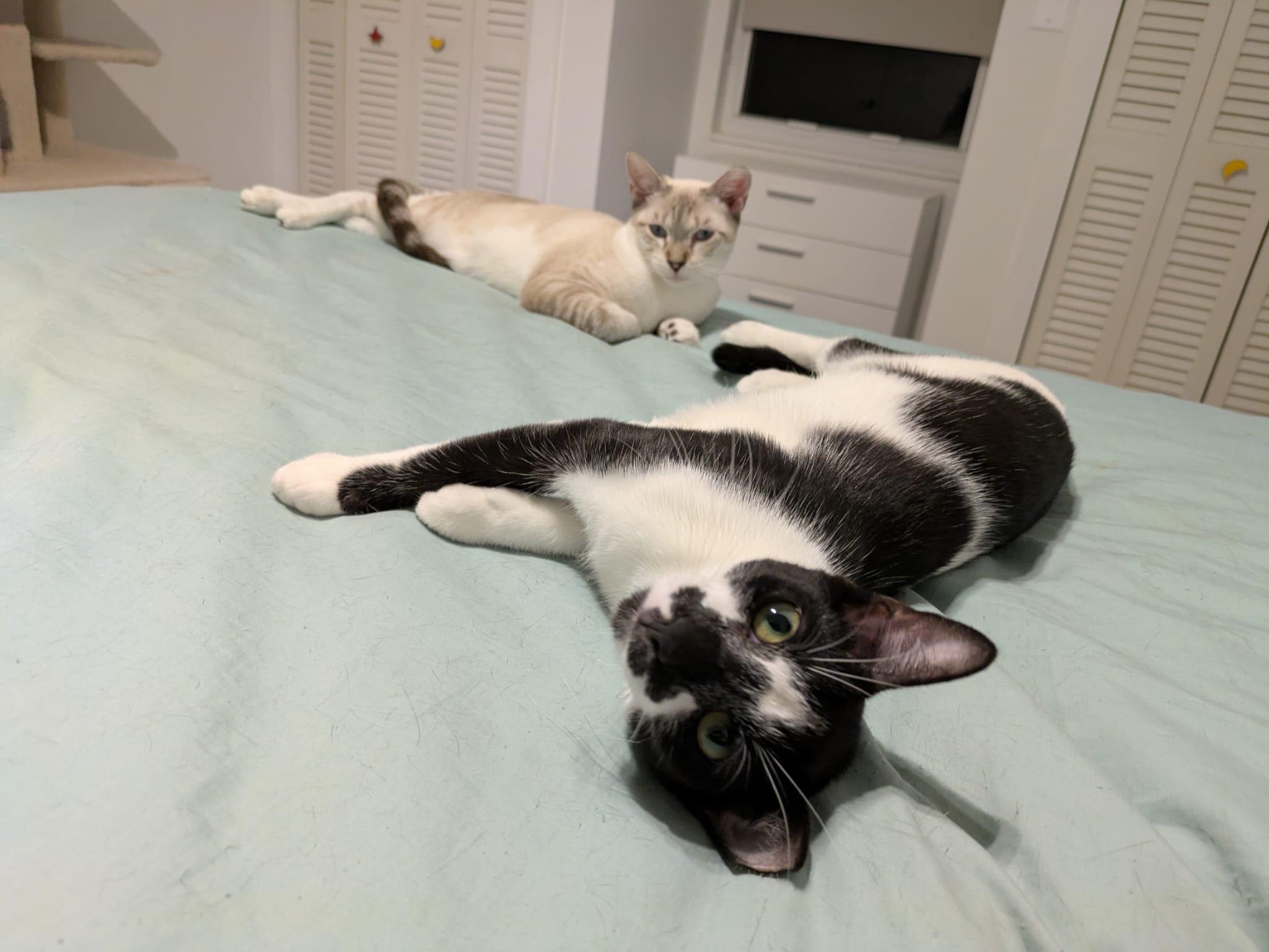 Cindy & Cowboy - BONDED!, a Adoptable Siamese in North Grosvenordale, CT image 4/6