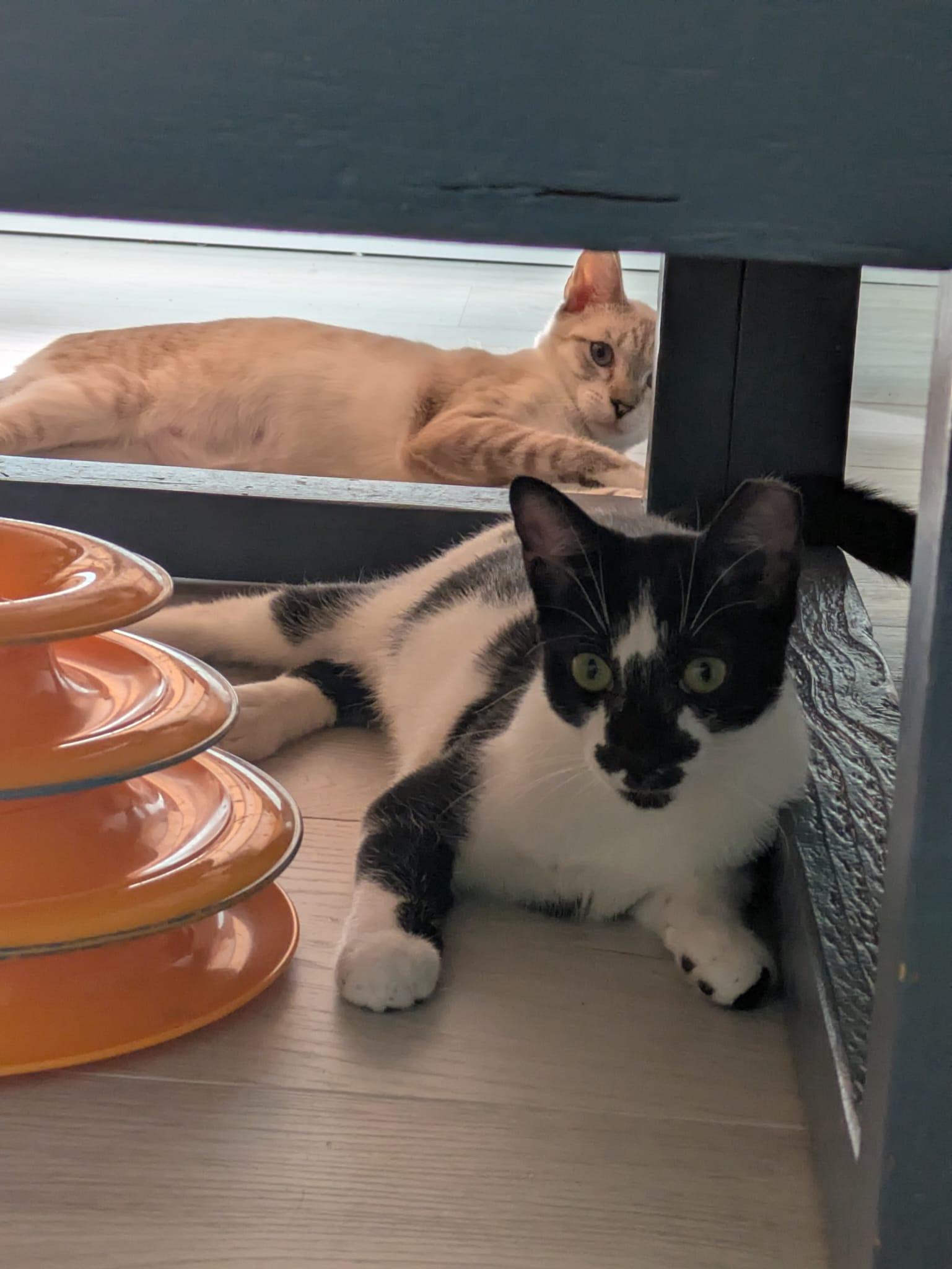 Cindy & Cowboy - BONDED!, a Adoptable Siamese in North Grosvenordale, CT image 2/6