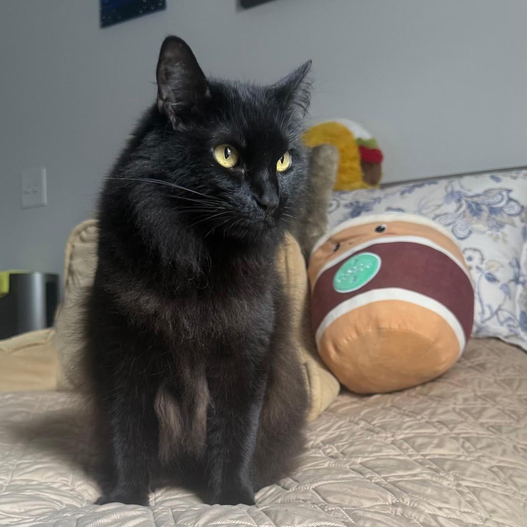 Nova, Adoptable, Adult Female Domestic Long Hair.