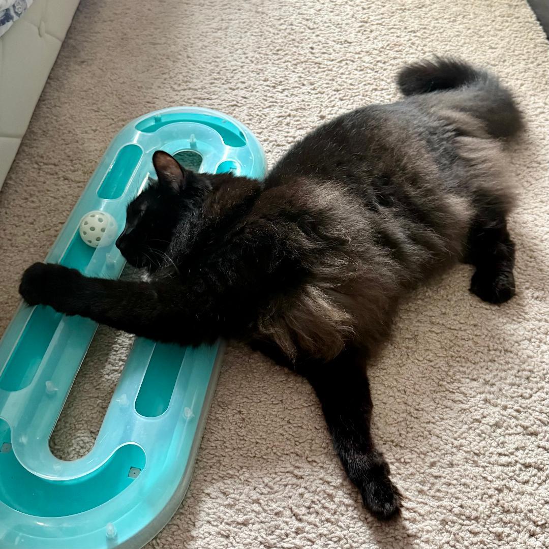 Enlarge Nova, a Adoptable Domestic Long Hair in Arlington, VA image 2/3