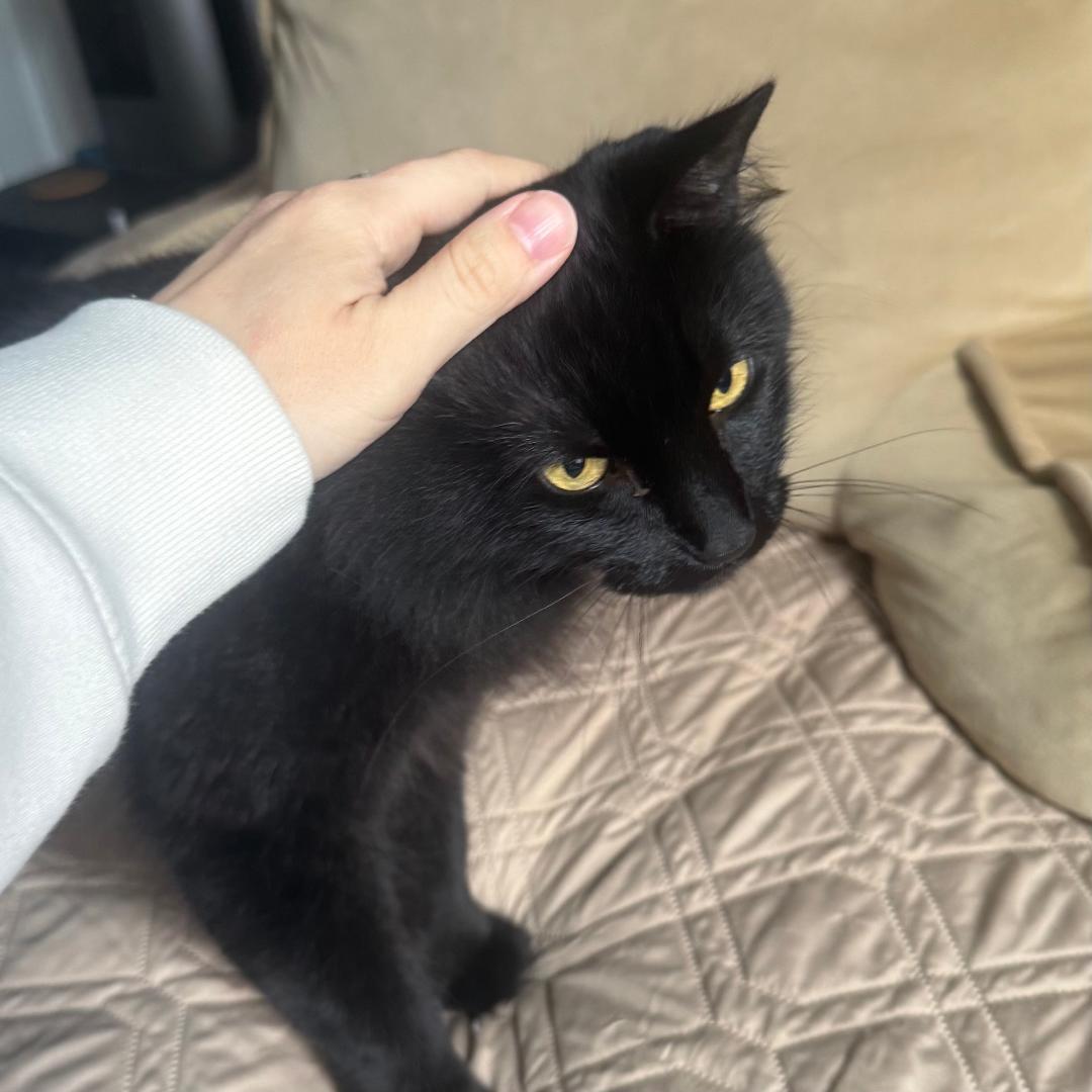 Enlarge Nova, a Adoptable Domestic Long Hair in Arlington, VA image 3/3