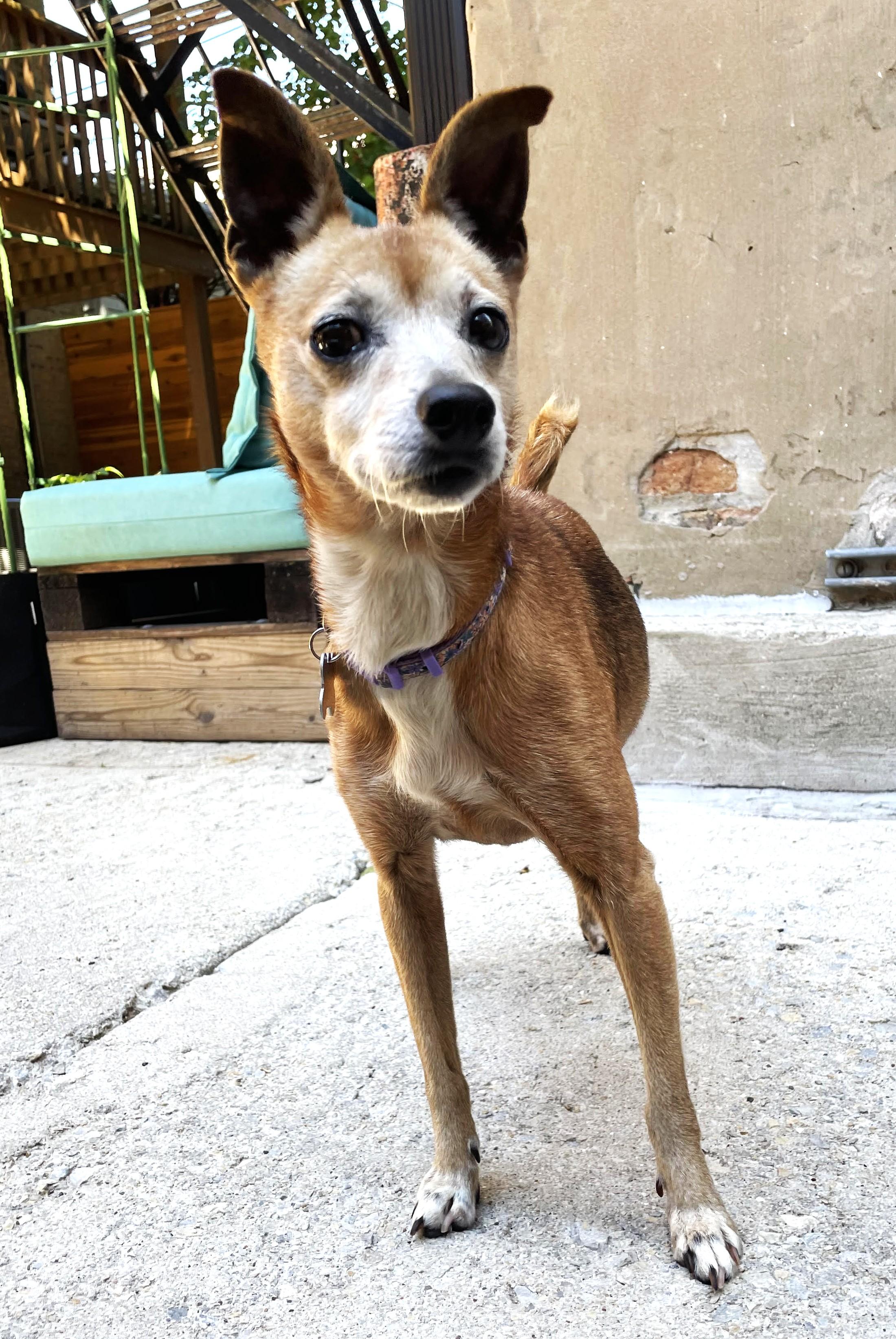 Ruth, an adoptable mixed breed in Palatine, IL image 3/6