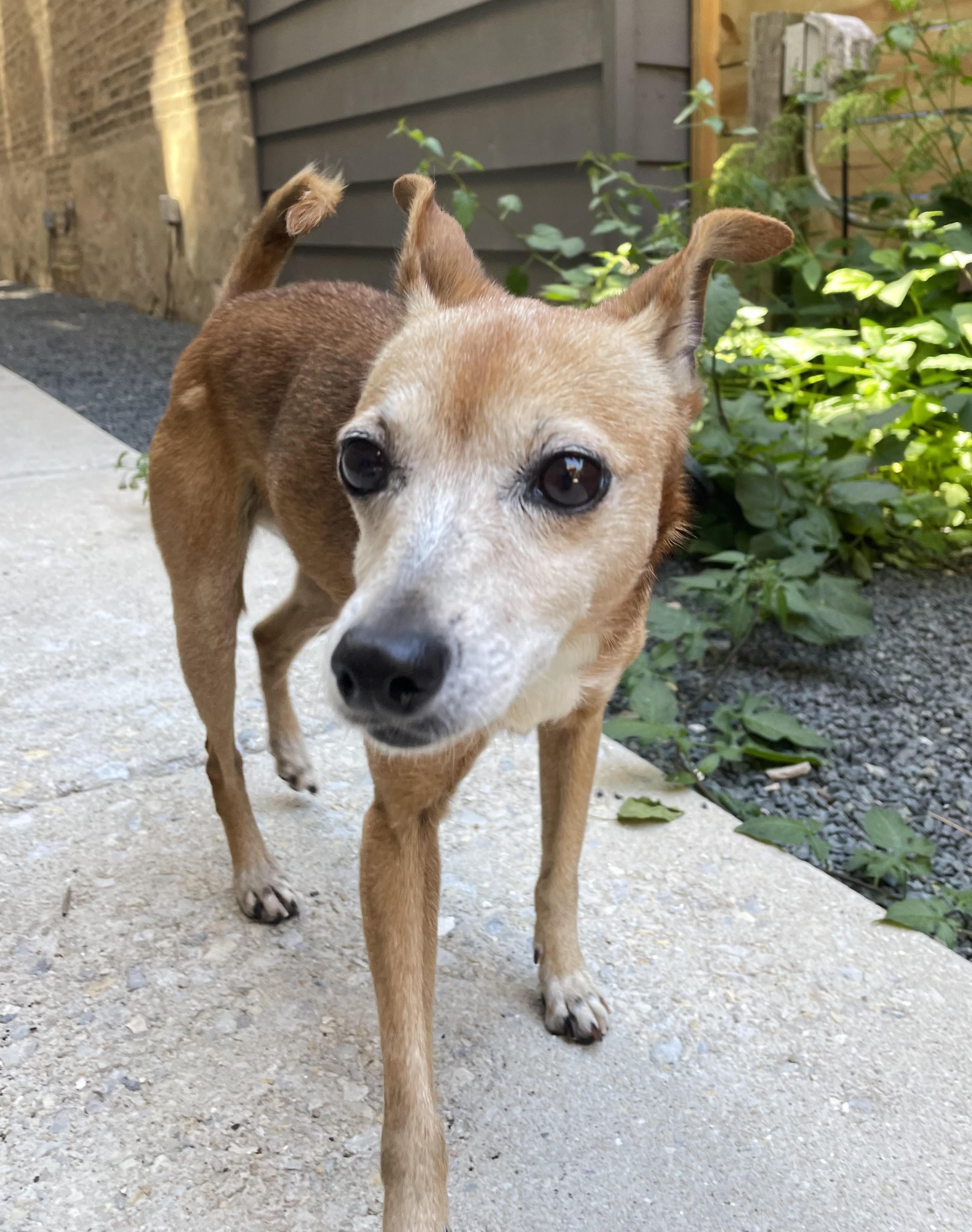 Ruth, an adoptable mixed breed in Palatine, IL image 5/6
