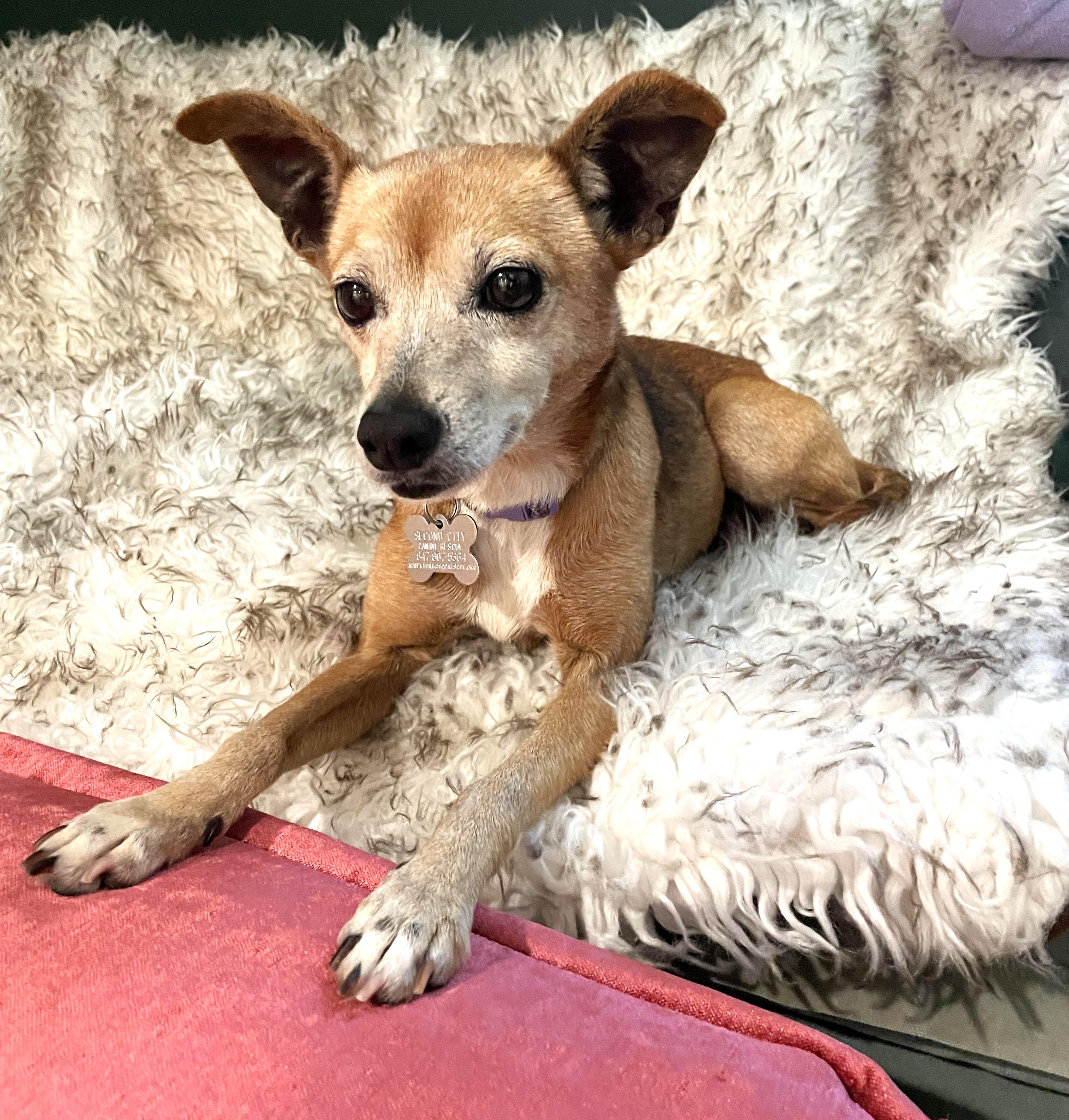 Ruth, adoptable, Senior Female Terrier & Mixed Breed.