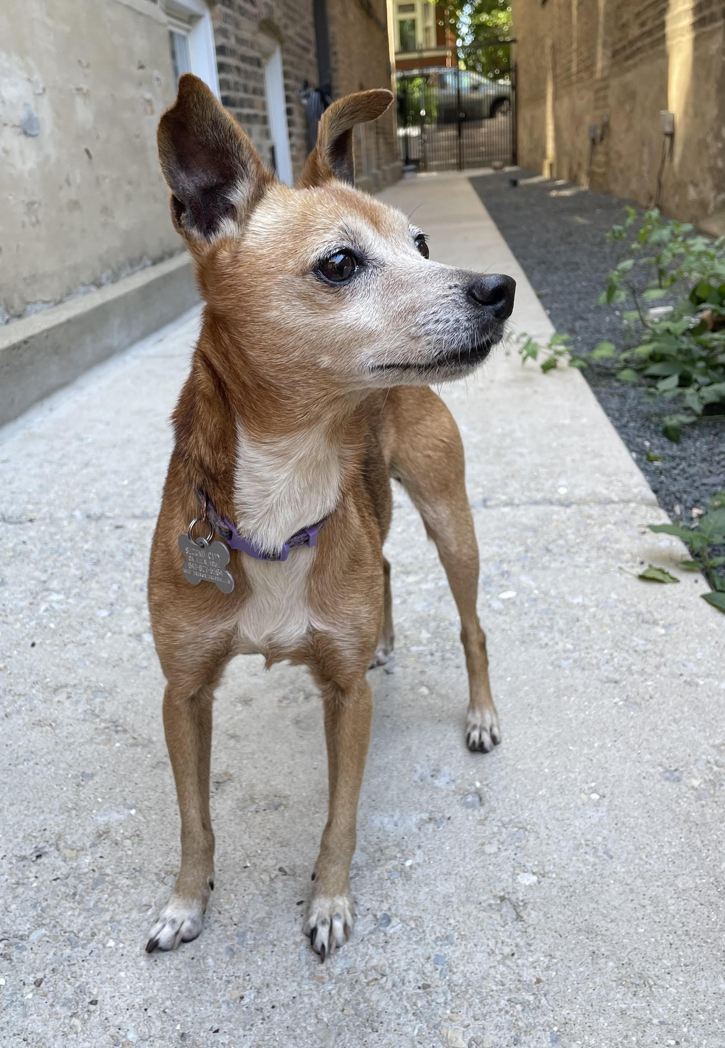 Ruth, an adoptable mixed breed in Palatine, IL image 4/6