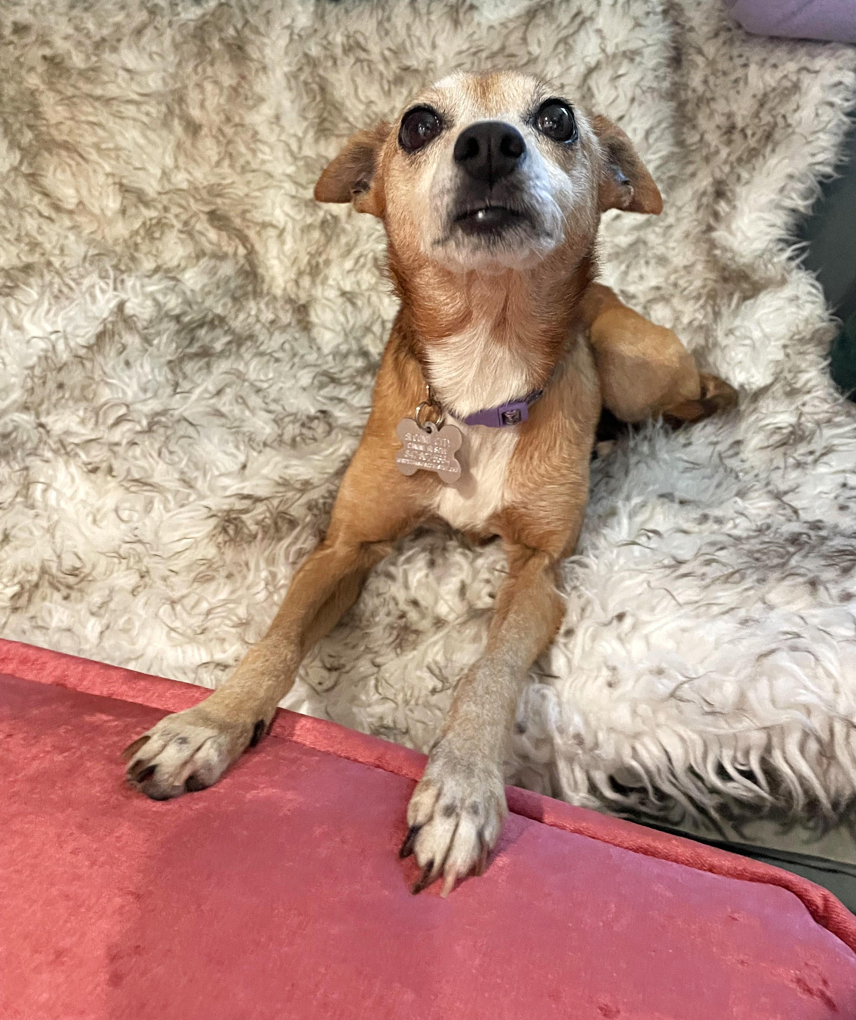 Ruth, an adoptable mixed breed in Palatine, IL image 2/6