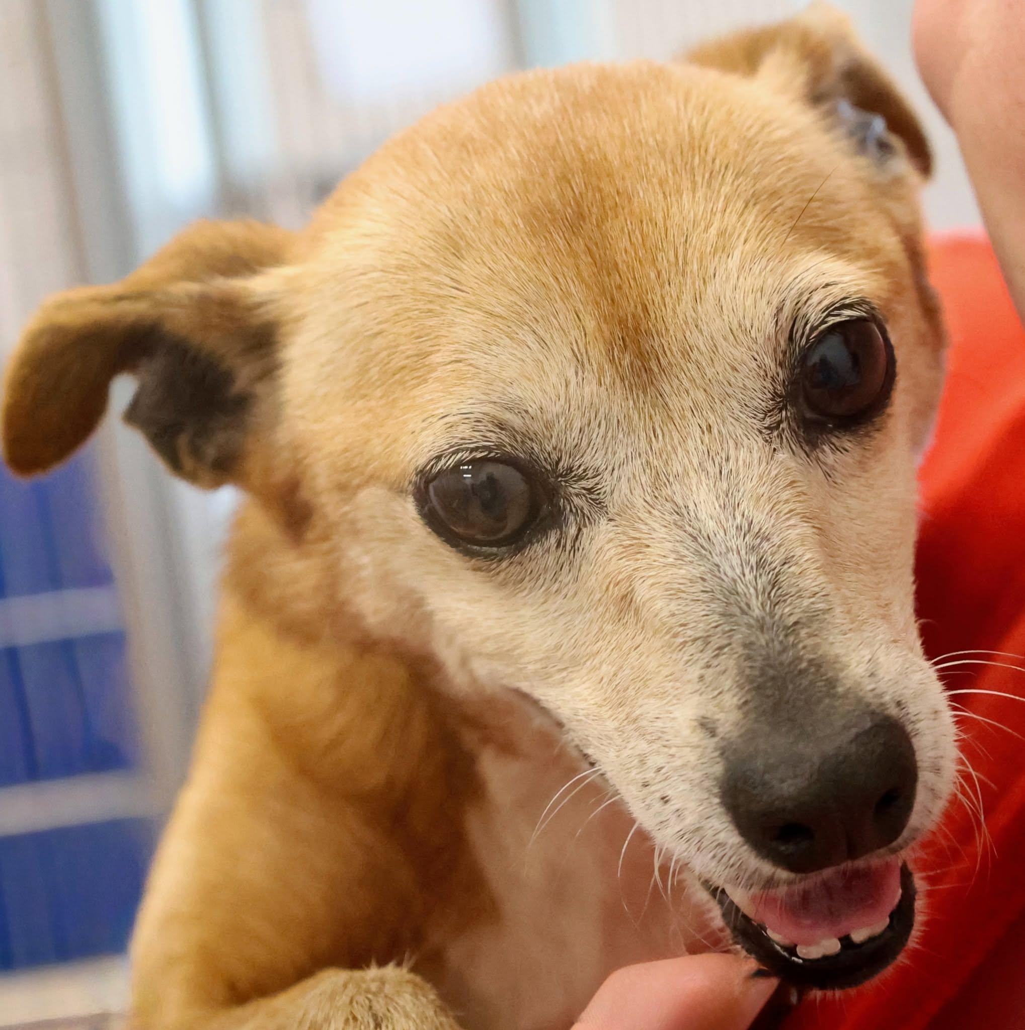 Ruth, an adoptable mixed breed in Palatine, IL image 6/6
