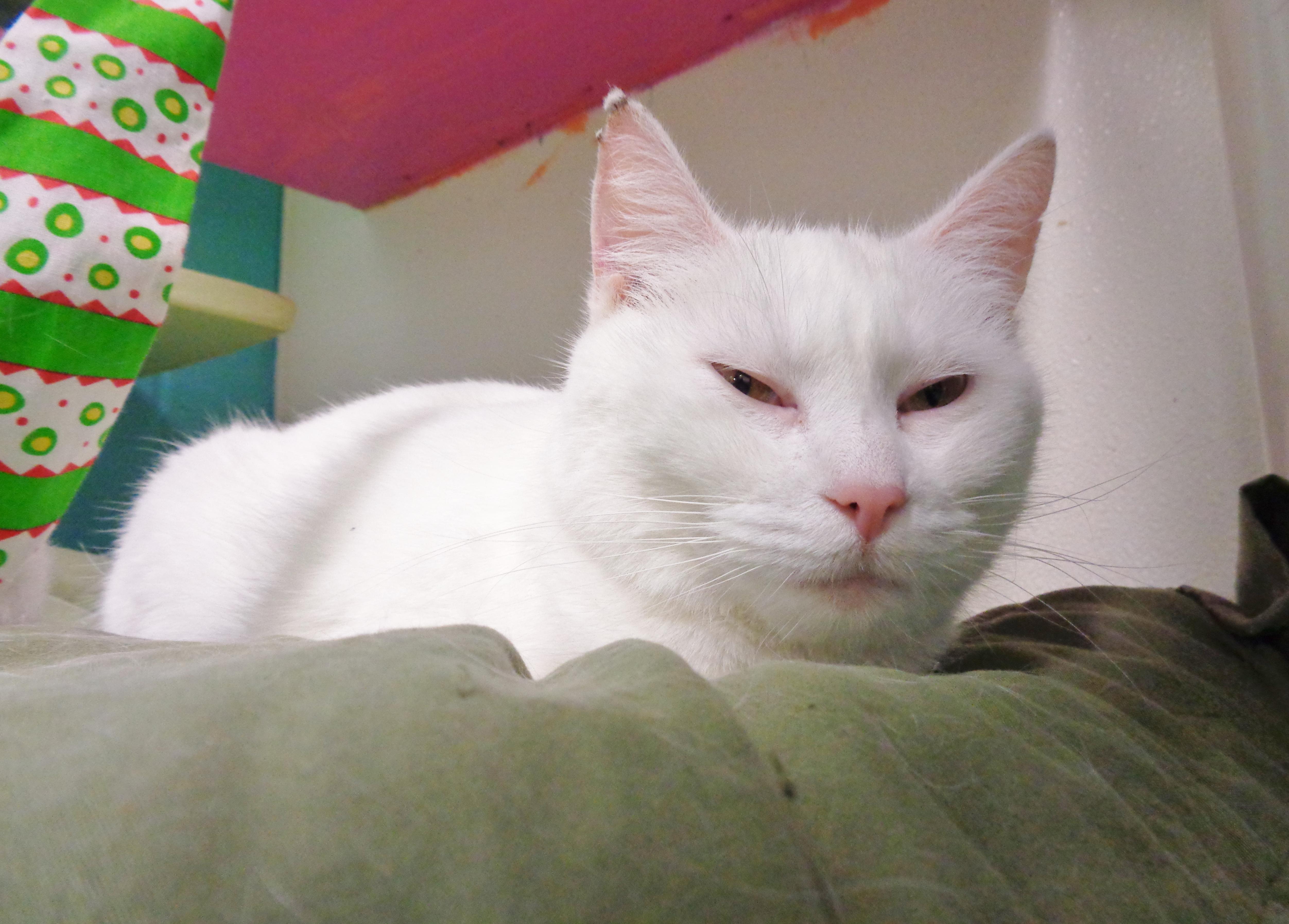 Enlarge TORTE, a Adoptable Domestic Short Hair in Delhi, NY image 3/3