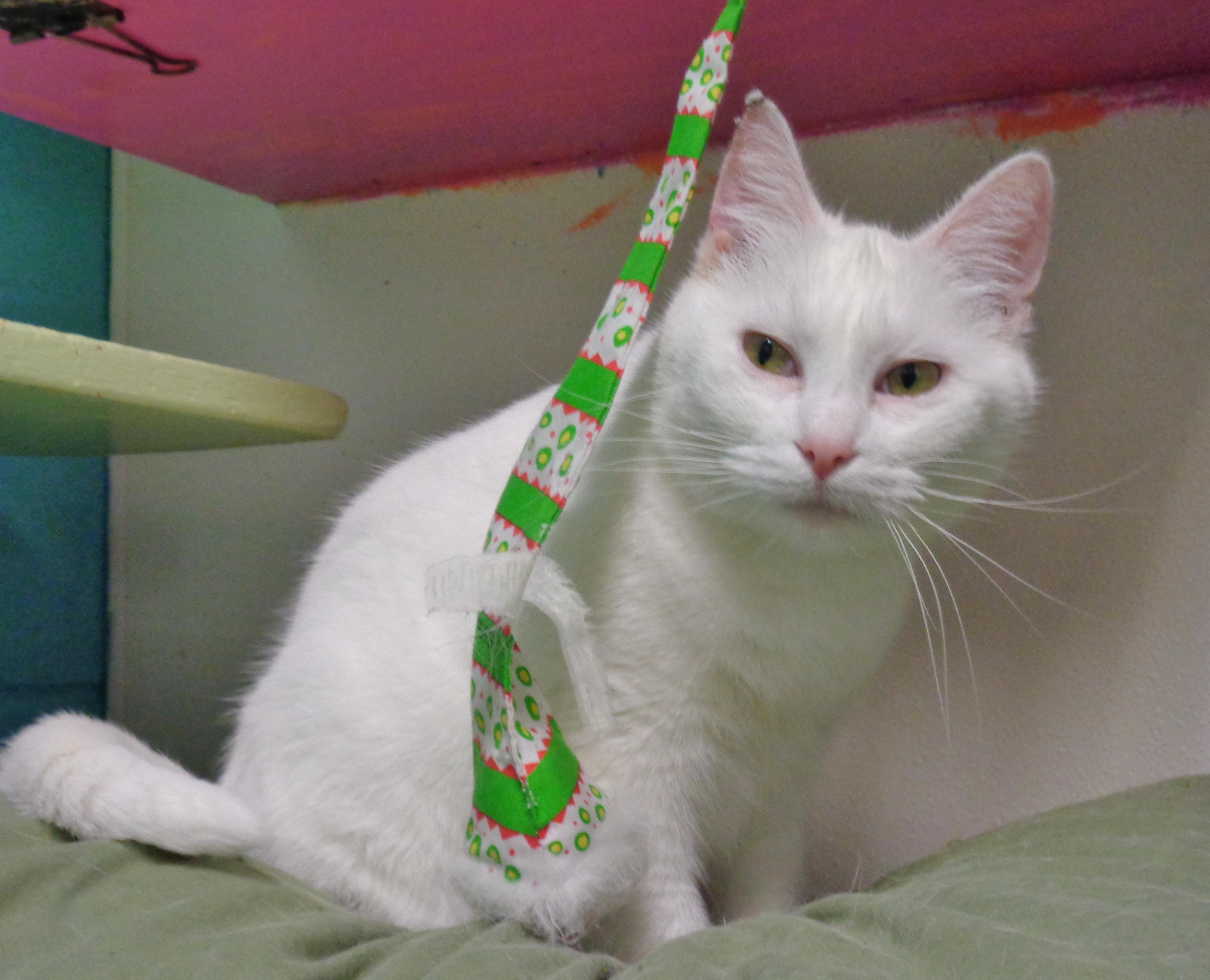Enlarge TORTE, a Adoptable Domestic Short Hair in Delhi, NY image 1/3