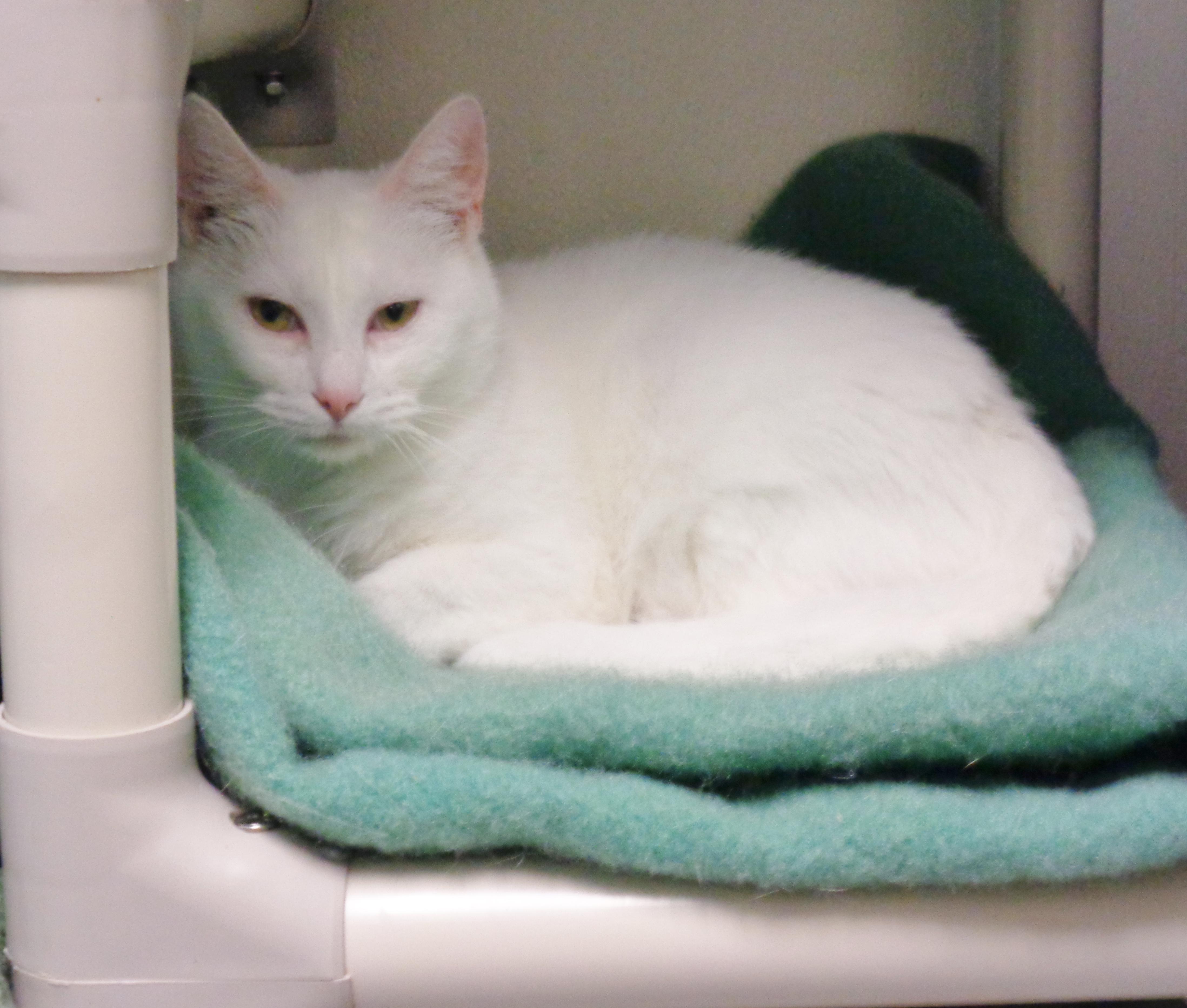 Enlarge TORTE, a Adoptable Domestic Short Hair in Delhi, NY image 2/3